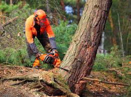 Best Tree and Shrub Care  in La Feria, TX