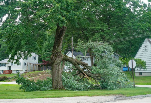 Best Tree Risk Assessment  in La Feria, TX